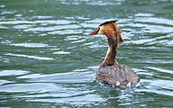 Great Crested Grebe (Podiceps cristatus)